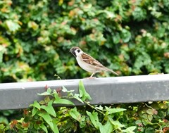 あれ？昨日の叔父さんじゃない！カメラ違うの？？