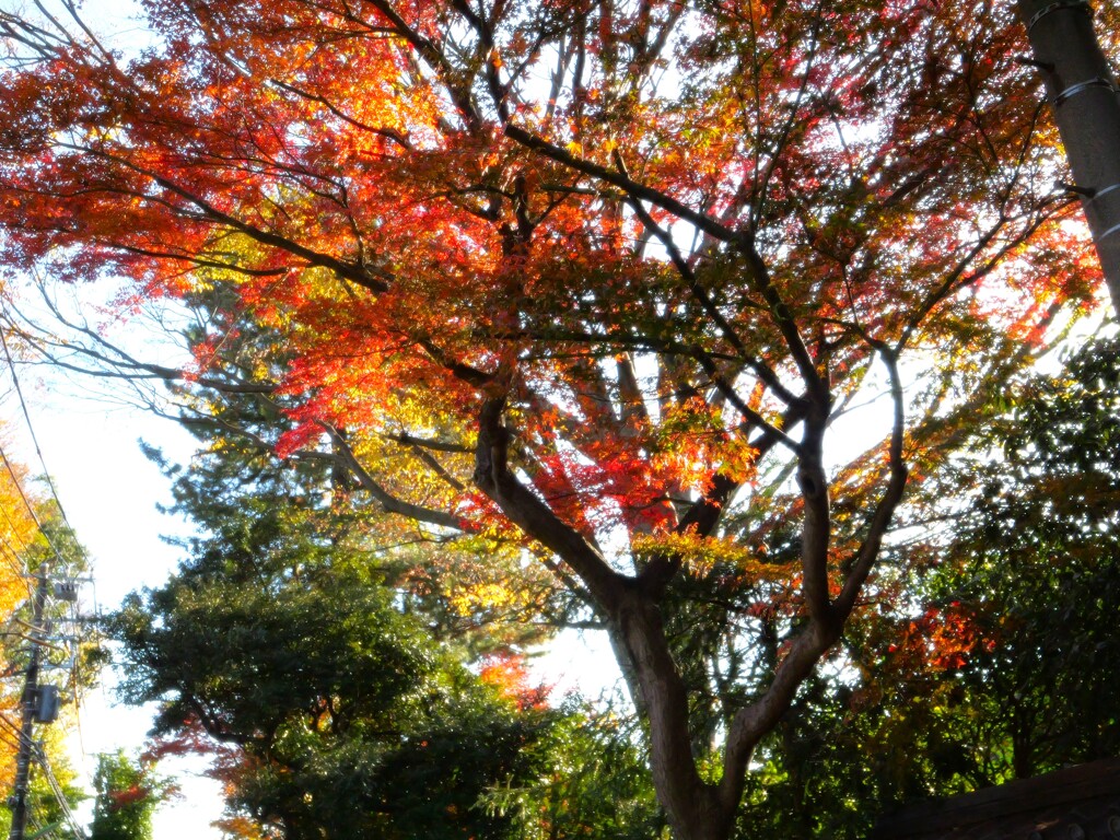 紅葉終い