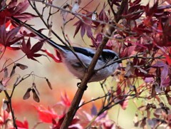 なんでこんな枝被りした所を撮るの？　うんカメラテストだからね。（笑）