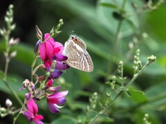ウラナミシジミと赤い花