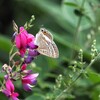 ウラナミシジミと赤い花