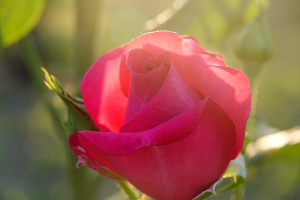町民が植えた薔薇の花