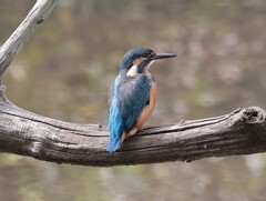 カワセミ君　今回はトリミングのみ