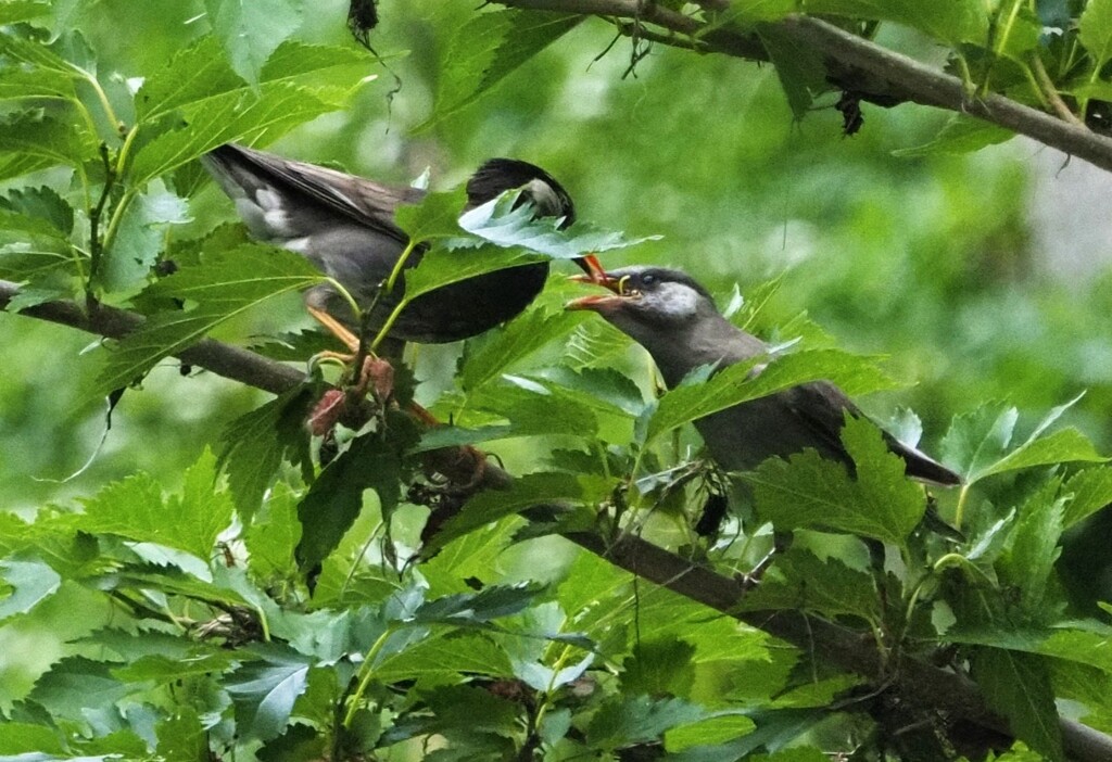 どう、美味しい？
