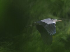 アオサギは飛んで行くⅦ