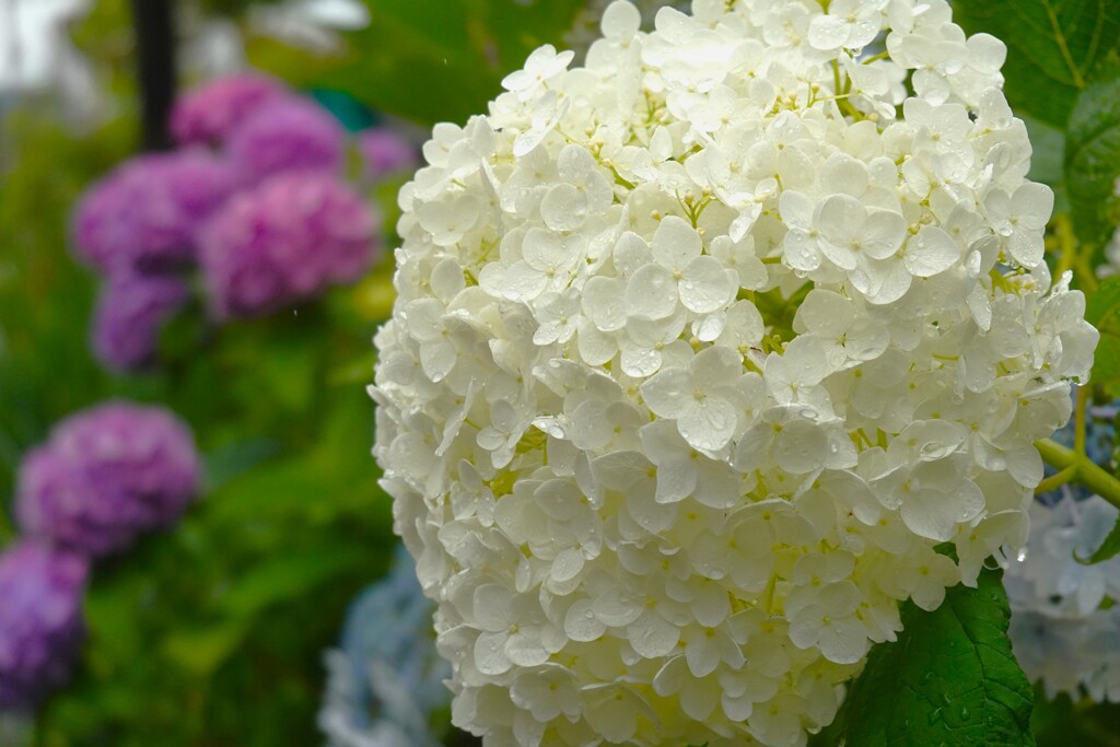 雨上がりの花Ⅰ