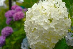 雨上がりの花Ⅰ