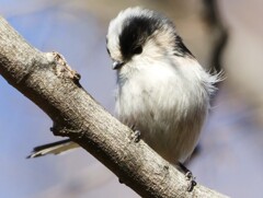 エナガちゃんのプロマイド③　あっ照れているいいね～