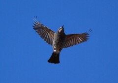 ヒヨドリの飛翔　手持ち撮影です。