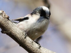 エナガちゃんのプロマイド⑤　素敵なアイキャッチが枝陰に(◎_◎;)