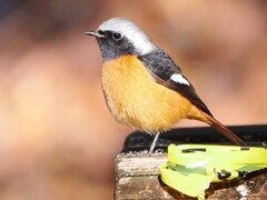 あら、ジョビ男君もこんにちは。