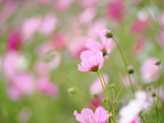 コスモスのお花畑にて