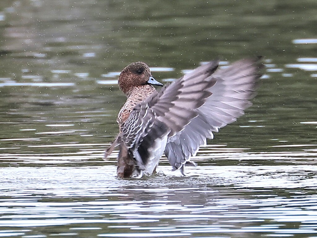 アメリカヒドリちゃん、まるで応援団のよう。ドジャーズを応援しています。