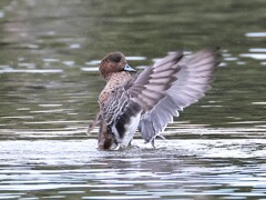 アメリカヒドリちゃん、まるで応援団のよう。ドジャーズを応援しています。