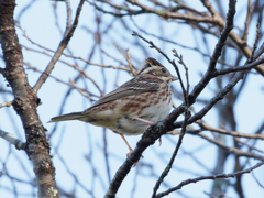 カシラダカさん　高遠城址公園付近朝の散歩より