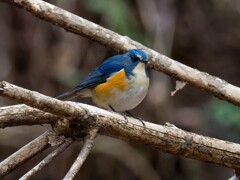 真っ白な大きなお腹も可愛いよ、ルリ君