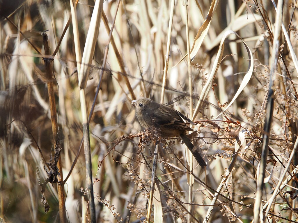 ベニマシコちゃん♀