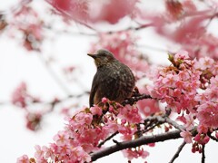 花ラッパはしないでね。お花さんが可哀想だからね。