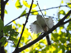 エナガちゃんの飛翔　さあ行くぞ！