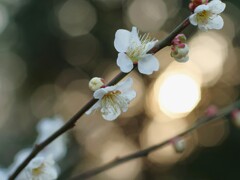 夕景の白梅