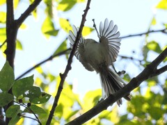 エナガちゃんの飛翔　シュワッチ♪