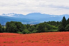 長野県箕輪町の赤そばの里