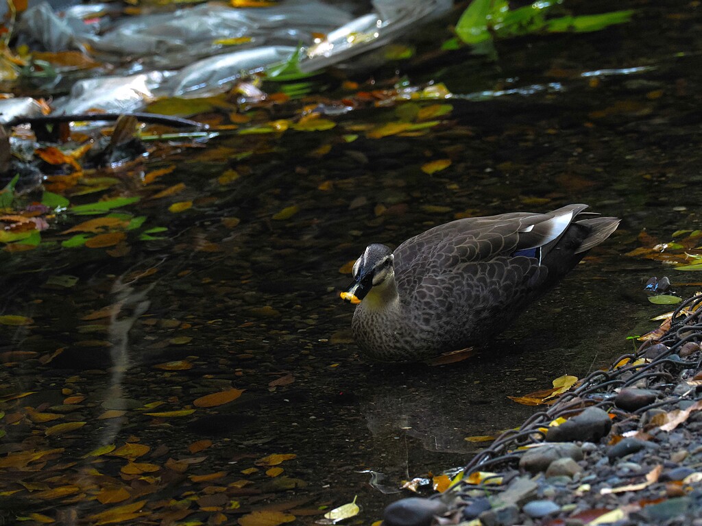 カルガモちゃんが、なあに？って言っている
