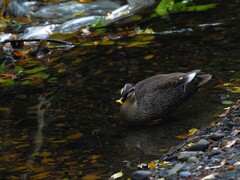 カルガモちゃんが、なあに？って言っている