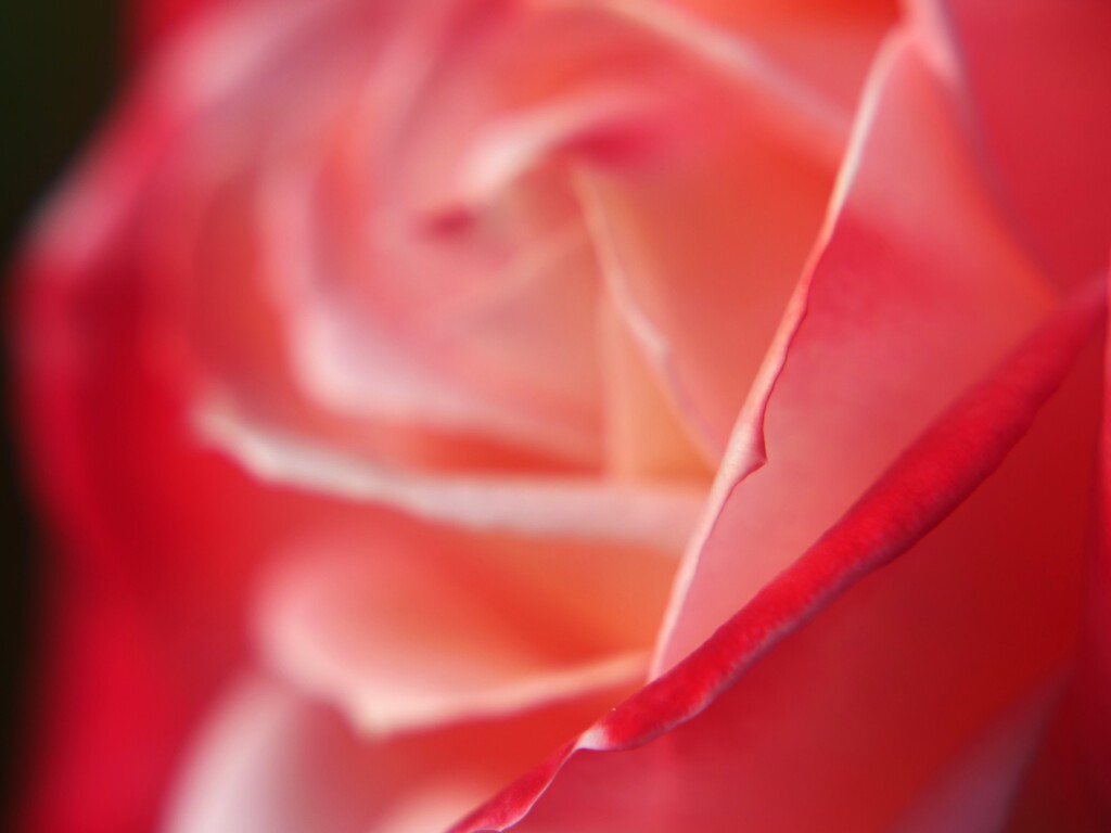 魅了する赤薔薇の花びら　港の見える丘公園より