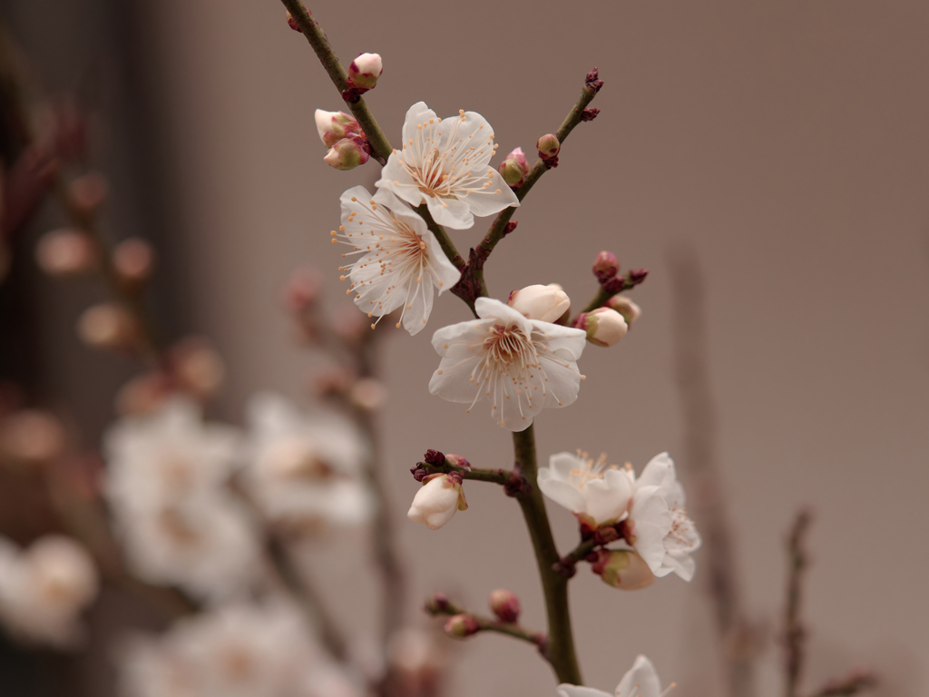 お隣の寒梅