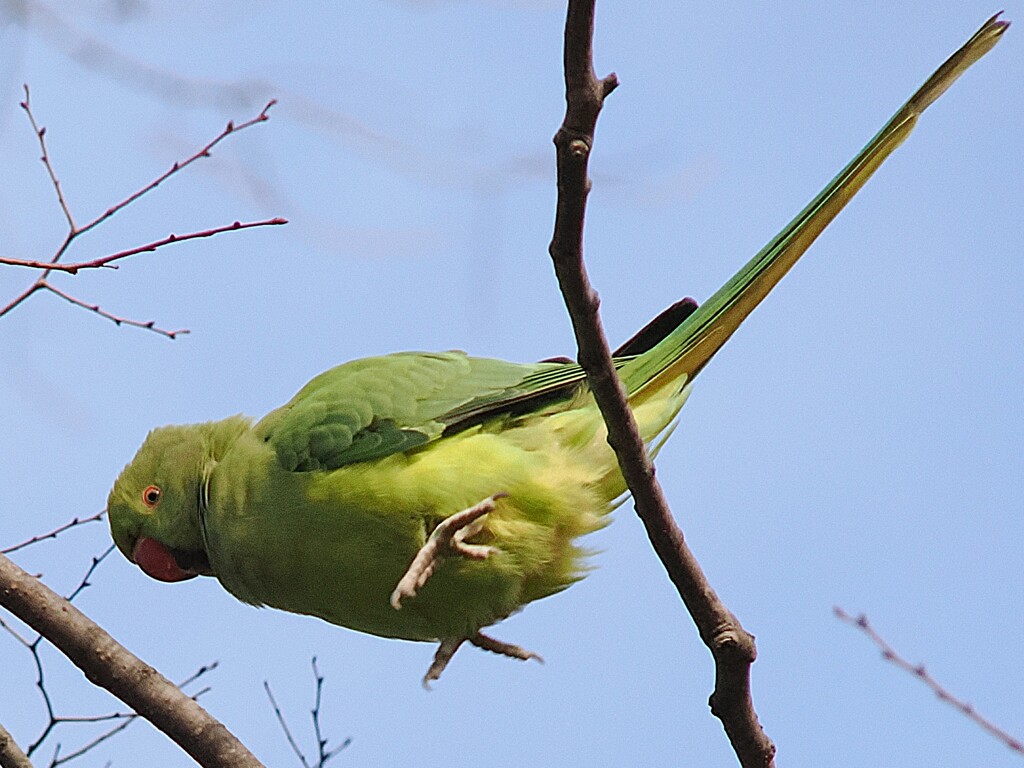 ヒョイ♪　ワカケホンセイインコが隣の枝にジャンプ