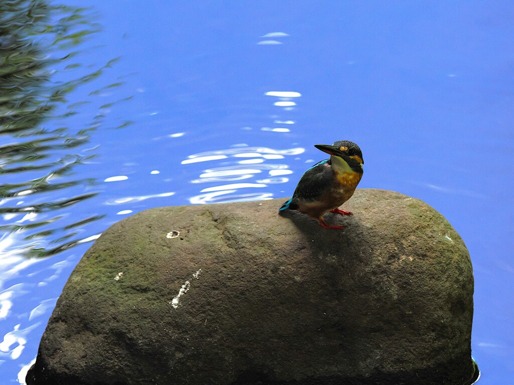 湧き水がある川でカワチャン見つける