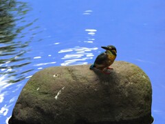 湧き水がある川でカワチャン見つける