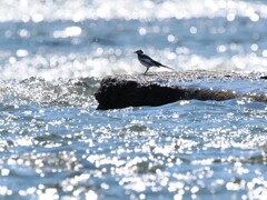 水面のキラキラが綺麗なハクセキレイ