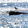 水面のキラキラが綺麗なハクセキレイ
