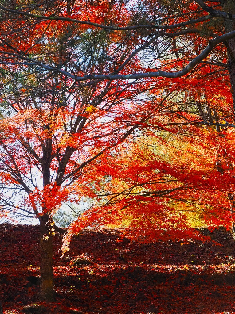 活動的な色の紅葉　箕輪もみじ湖
