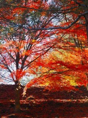 活動的な色の紅葉　箕輪もみじ湖