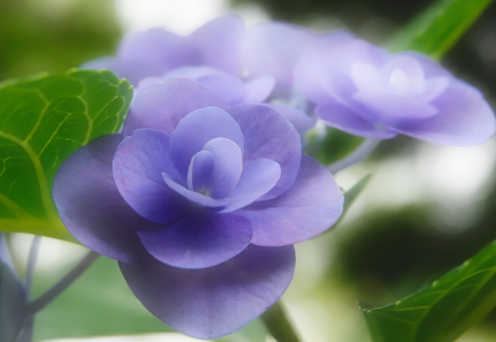 玉川高島屋の紫陽花