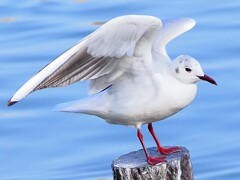 可愛いユリカモメ