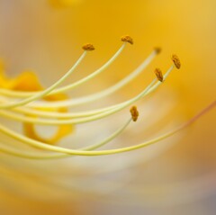 秋の蕊　　西方寺より