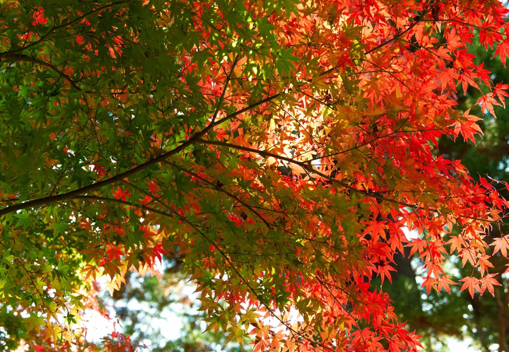 円覚寺参門前の紅葉