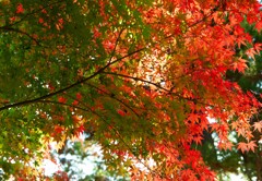 円覚寺参門前の紅葉