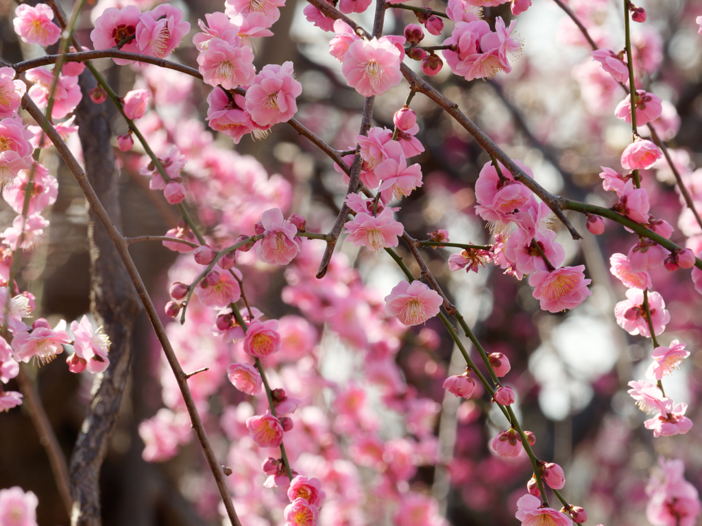 此方のお花も綺麗