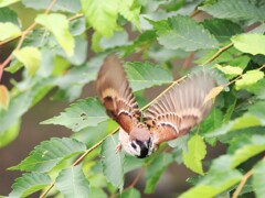 雀ちゃんの飛翔　　我に戻った雀ちゃんが飛んだ！