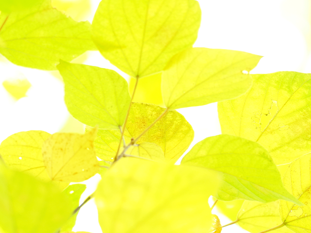 これからはこんな色のカーテンも素敵