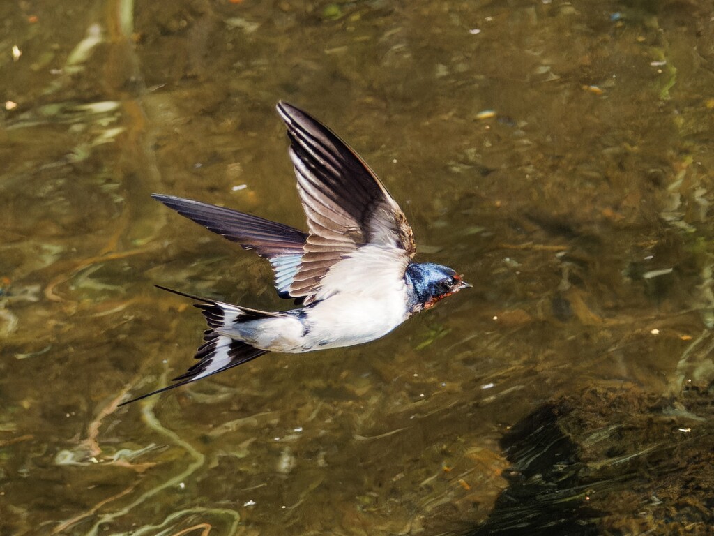 綺麗に飛翔する日本つばめ　④