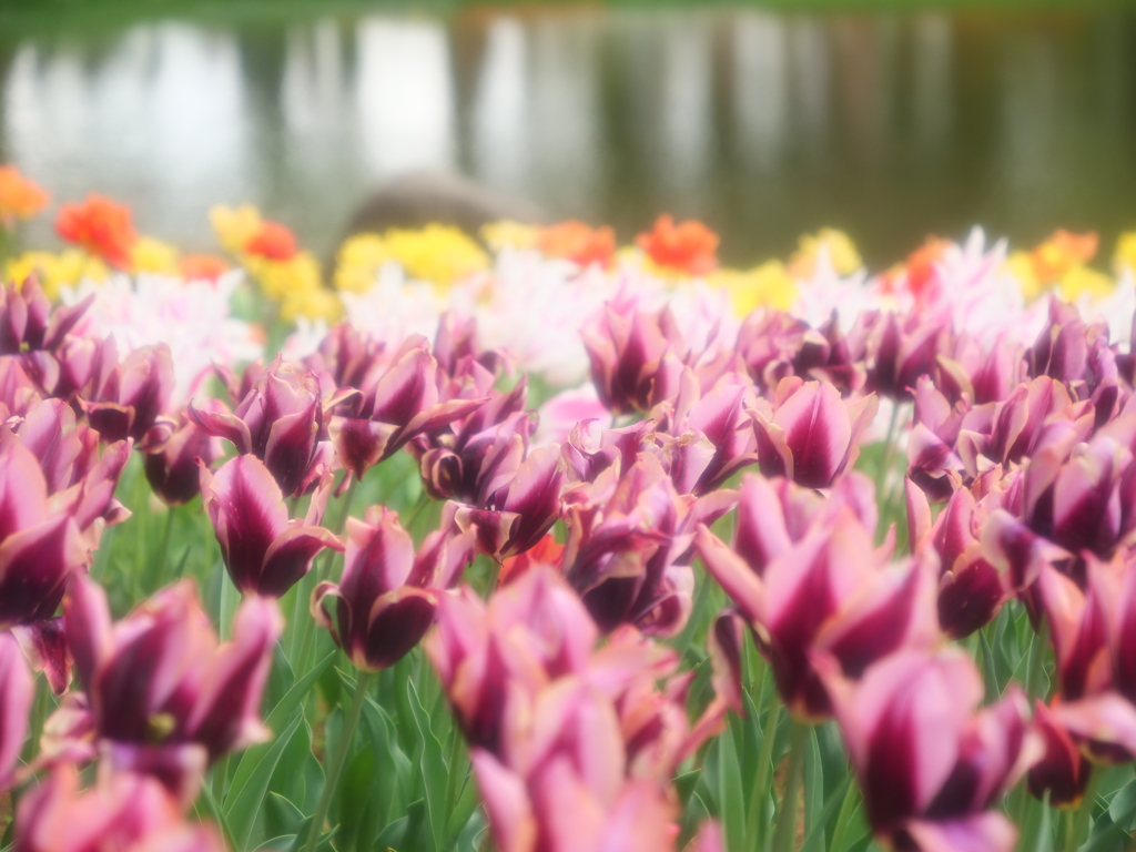 水辺のチューリップ