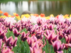 水辺のチューリップ