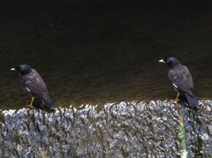 ハッカチョウが二羽
