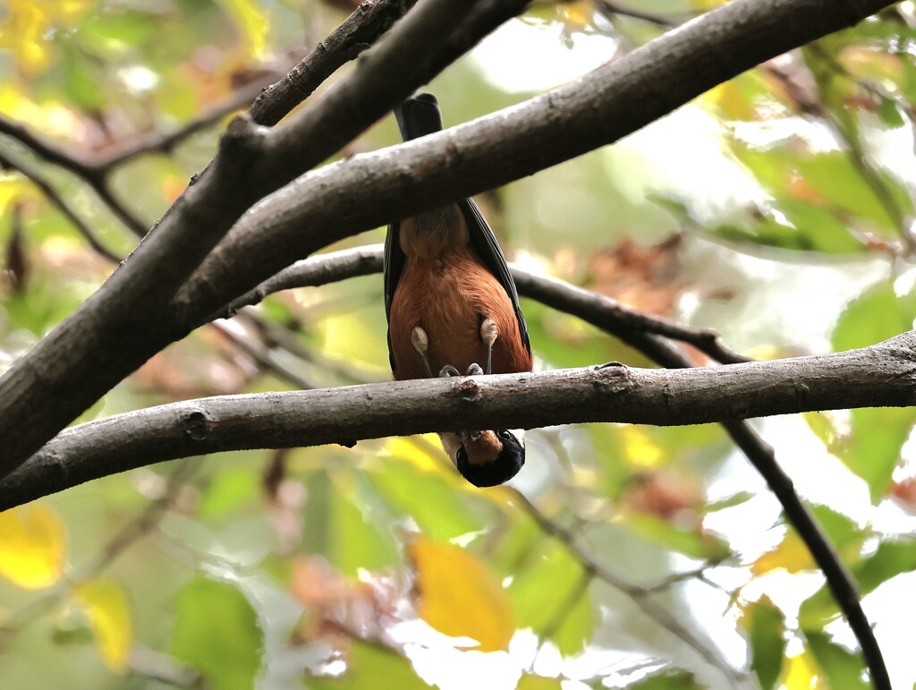 少しの間ヤマガラちゃん特集　照れながら、此方を見るヤマガラちゃん